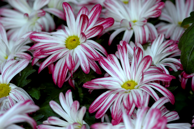 111101chrysanthemumMbs.png
