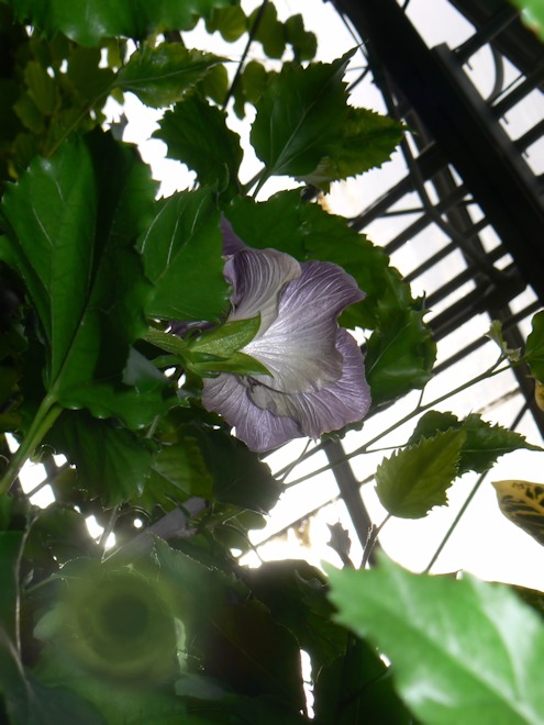 1300203 hibiscuscs.jpg