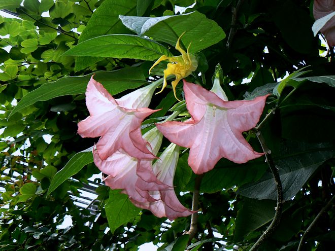 130316 Mantuoluocs.jpg