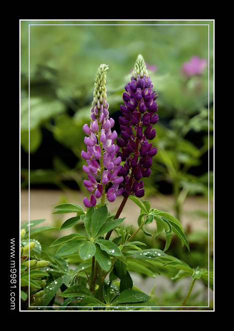 091208Lupinusas.jpg