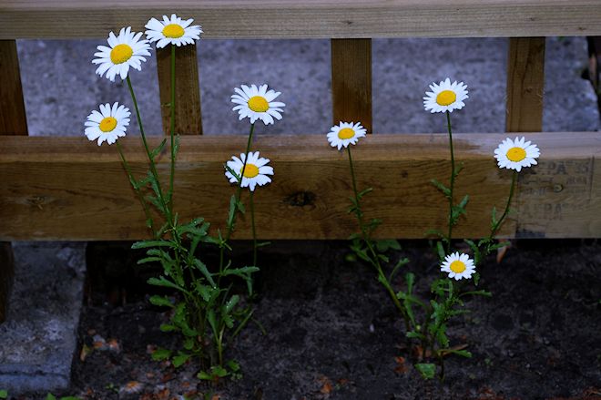 130605 wildmumes.jpg