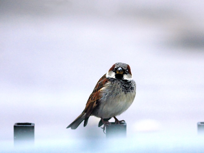 121228 sparrowas.jpg