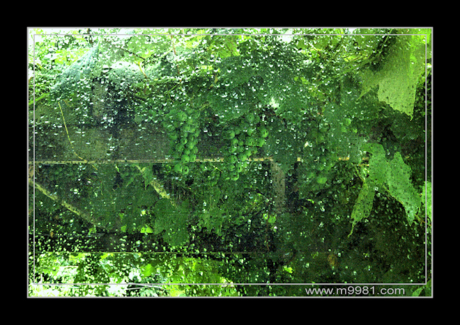 090731grapes.jpg