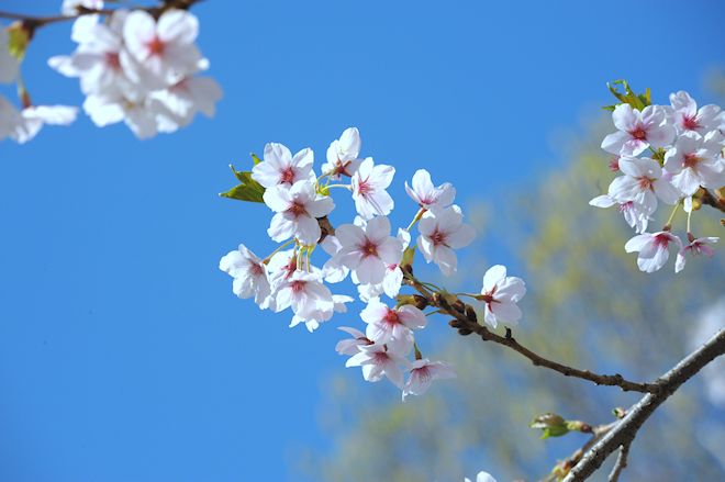 130506 serrulatags.jpg