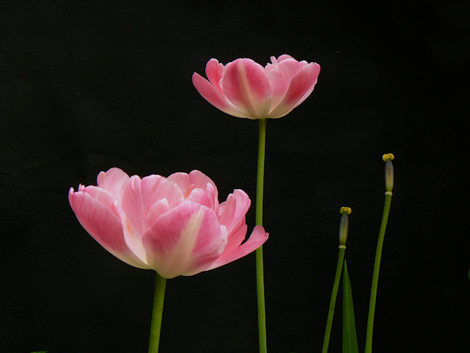 P1020522tulipsfs.jpg