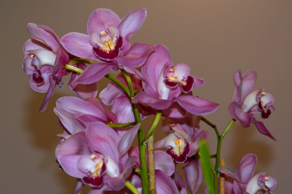 150223 orchidcm.jpg