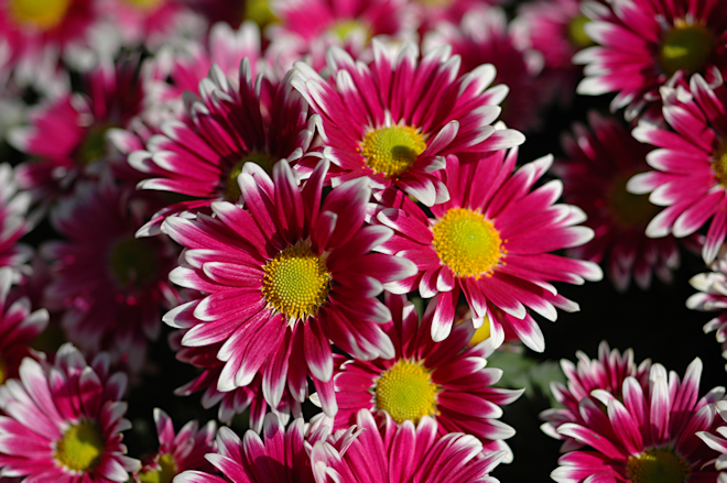 111114chrysanthemumYcs.png
