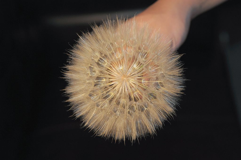 130620 Goatsbeardas.jpg