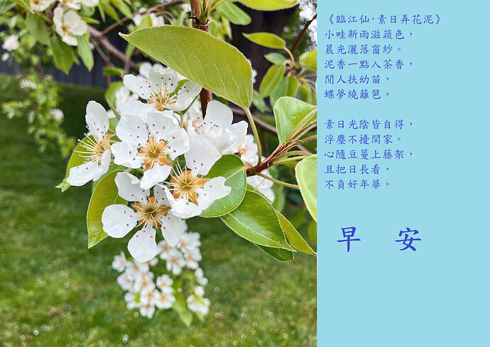 1   臨江仙 素日弄花泥2