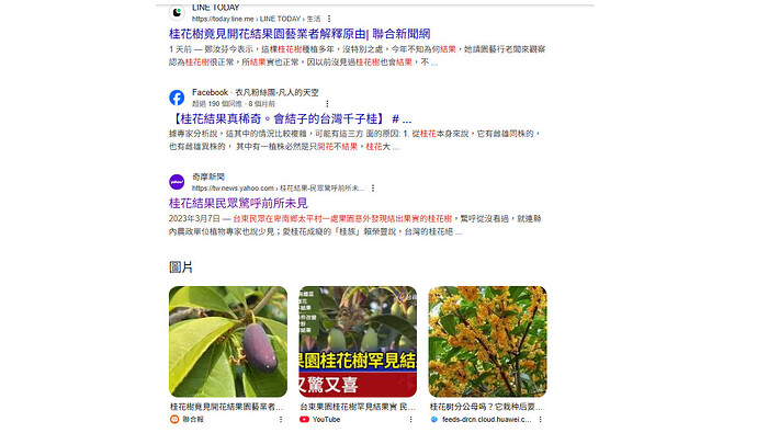 桂花結果