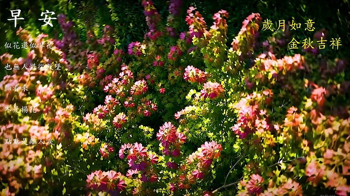 似花還似非花 1