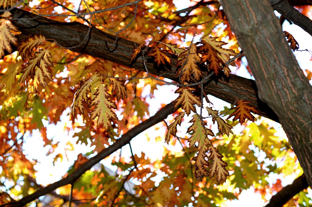 141112 oakbm.jpg