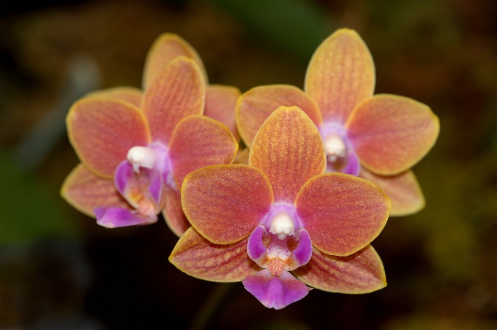 150224 orchidam.jpg