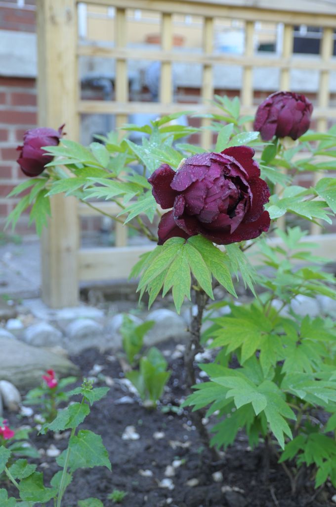 140601 peonyam.jpg