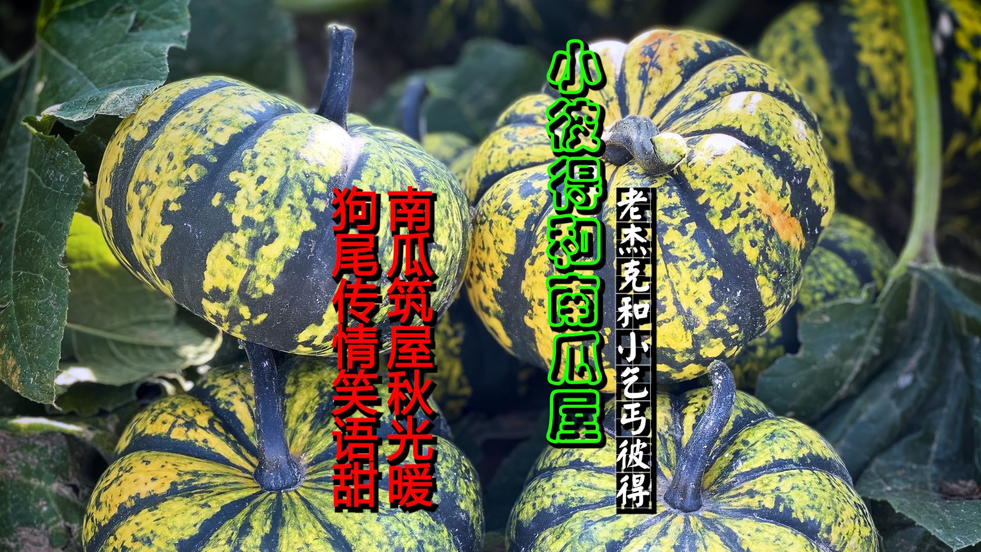 cover南瓜屋a